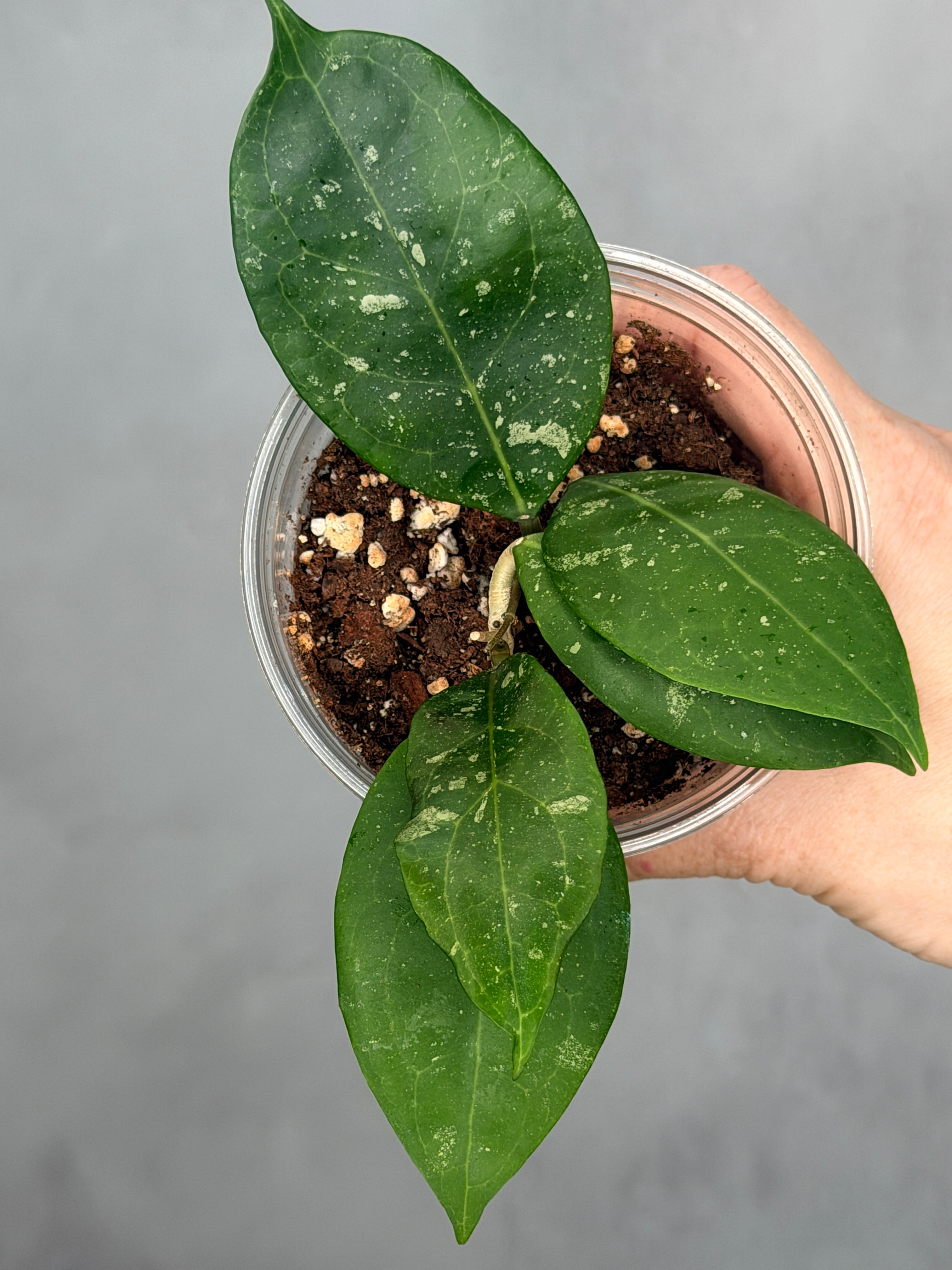 Hoya erythrostemma
