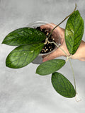 Hoya sp. Tanggamus