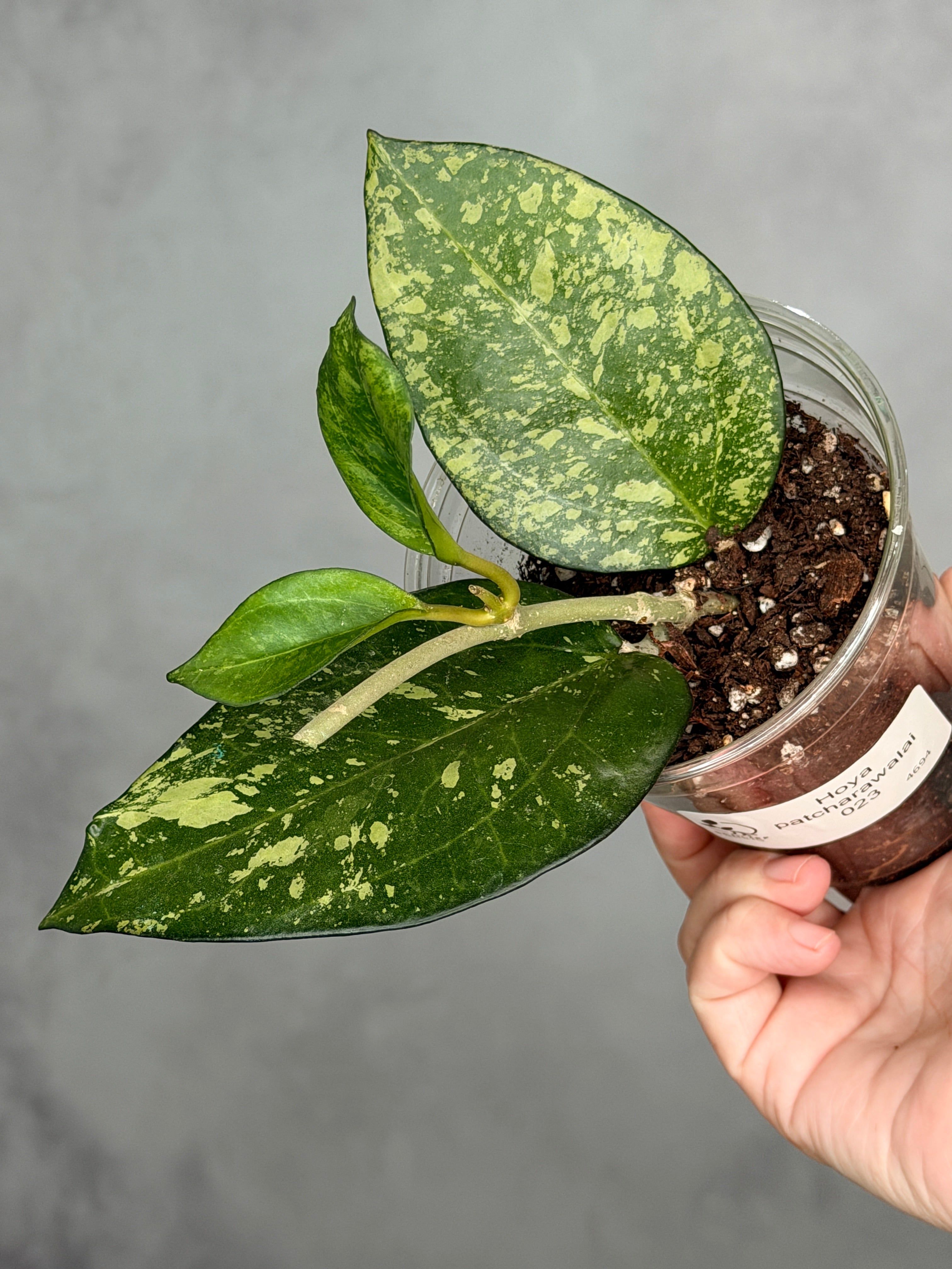 Hoya patcharawalai 023
