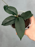 Hoya apoda