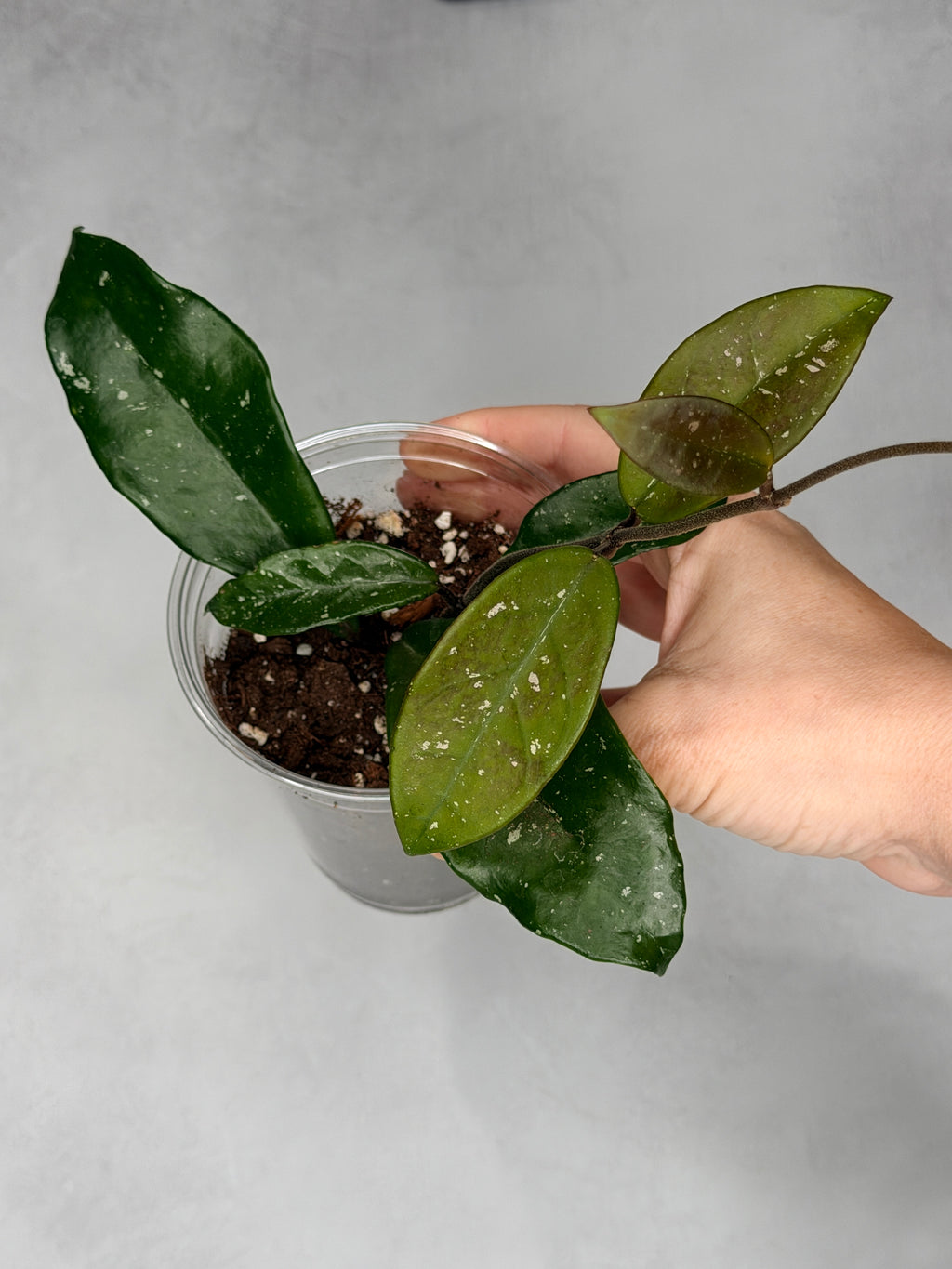 Hoya ‘Wildflower’