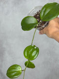 Hoya merrillii (round leaf)