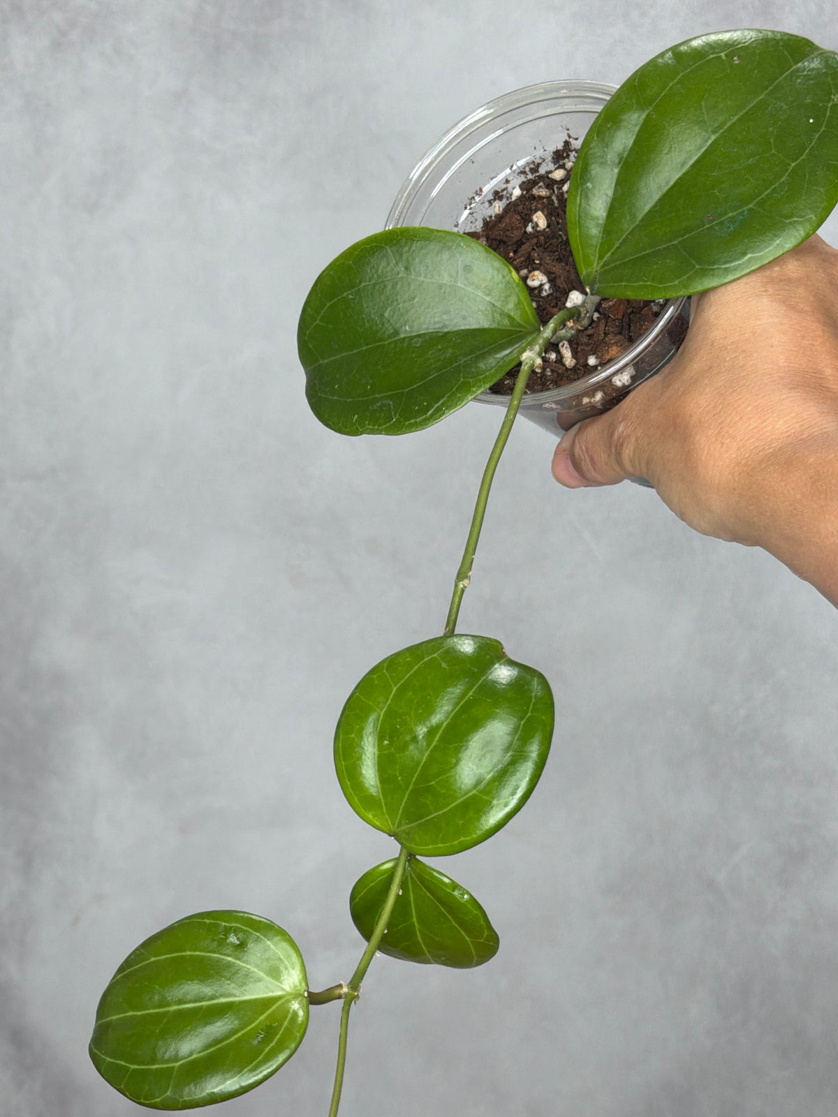 Hoya merrillii (round leaf)