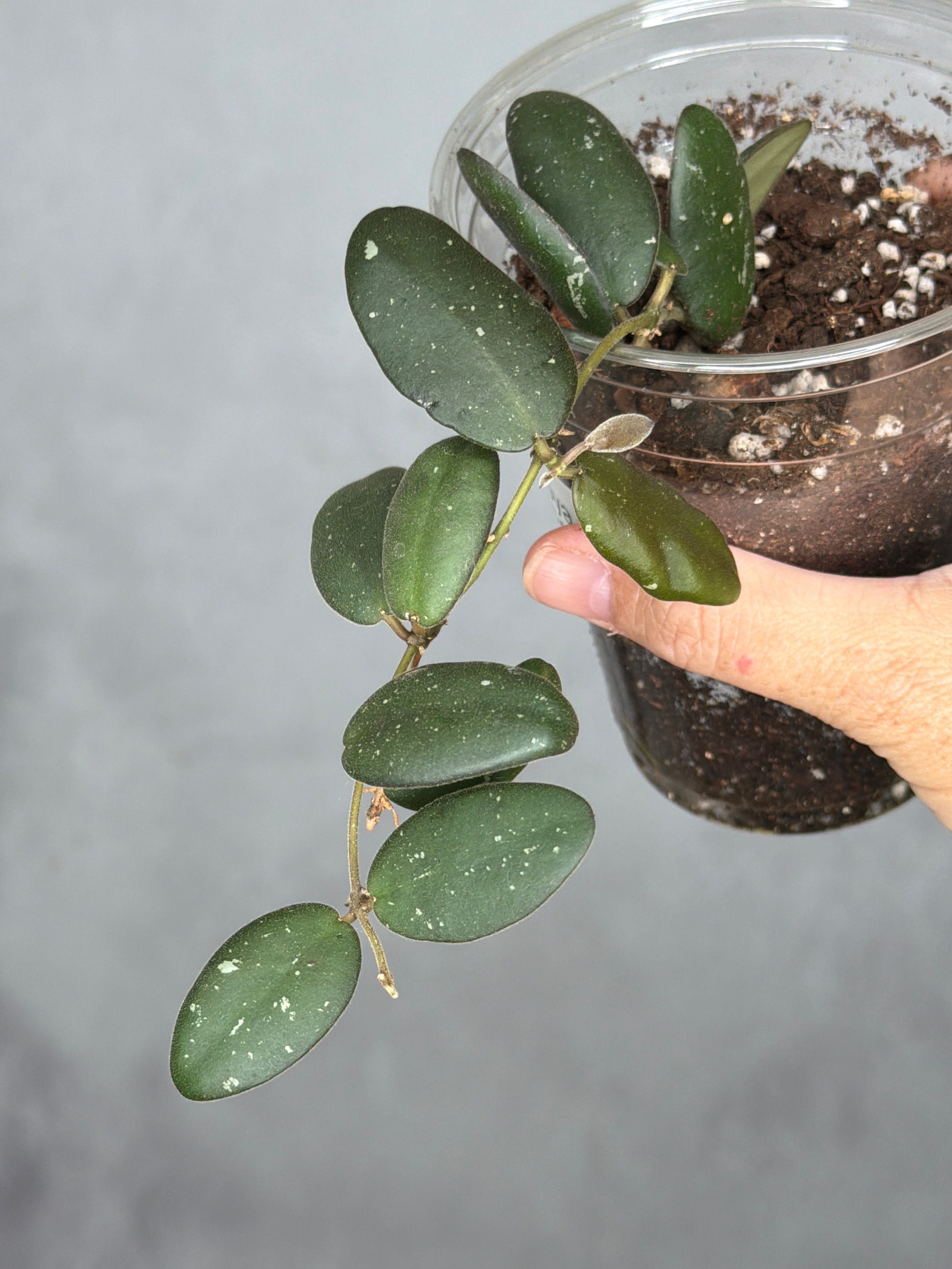 Hoya sp. GPS 7240