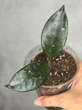 Hoya carnosa (Indonesia)