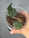 Hoya waymaniae