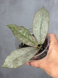 Hoya mitrata (silver)