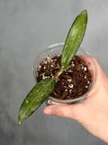 Hoya sp. Loei Province