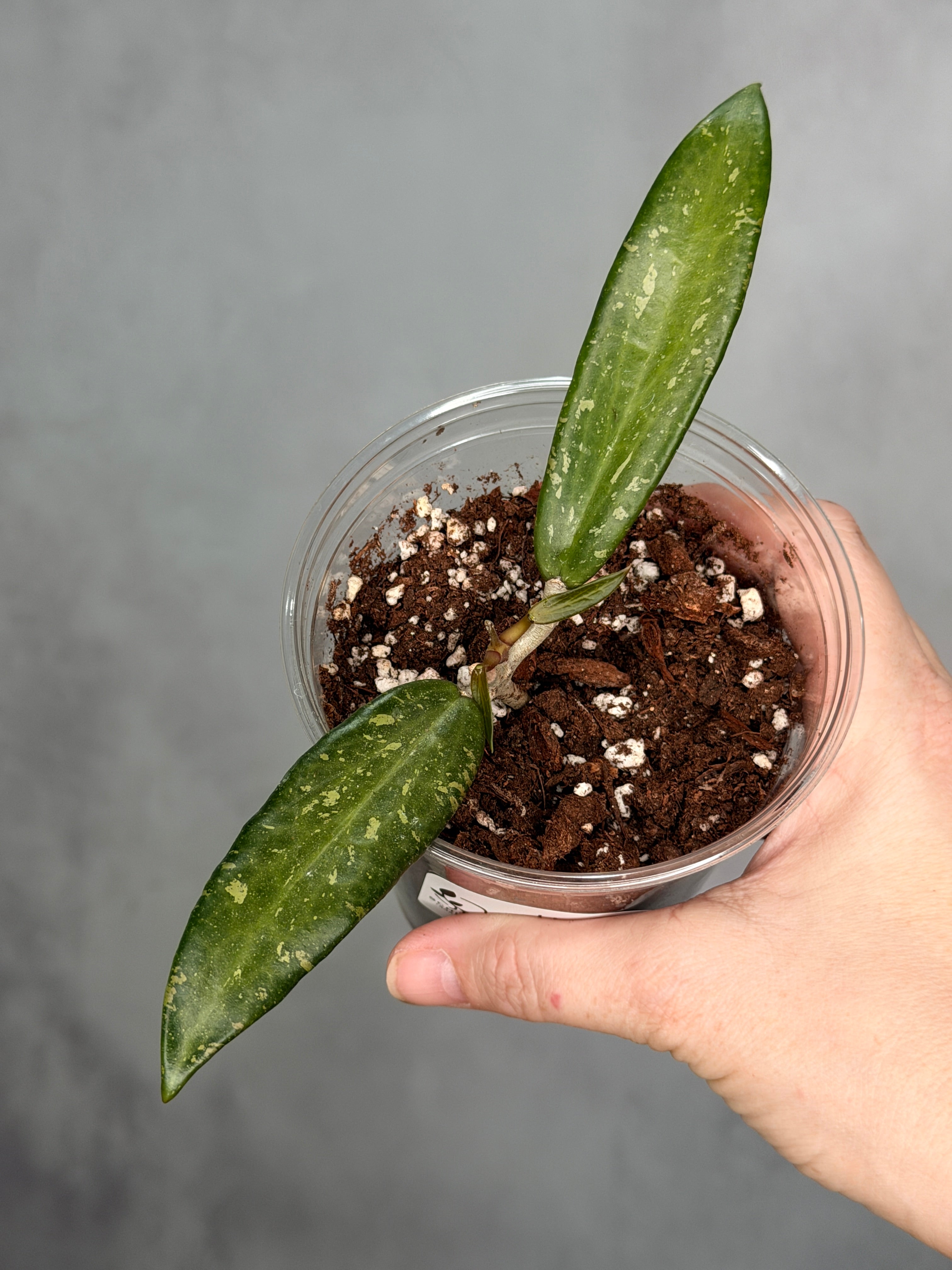 Hoya sp. Loei Province