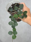 Hoya 'Mathilde' (splash)