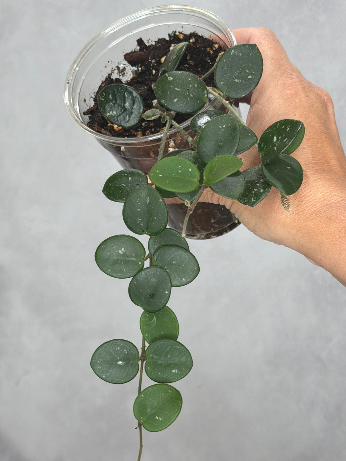 Hoya 'Mathilde' (splash)