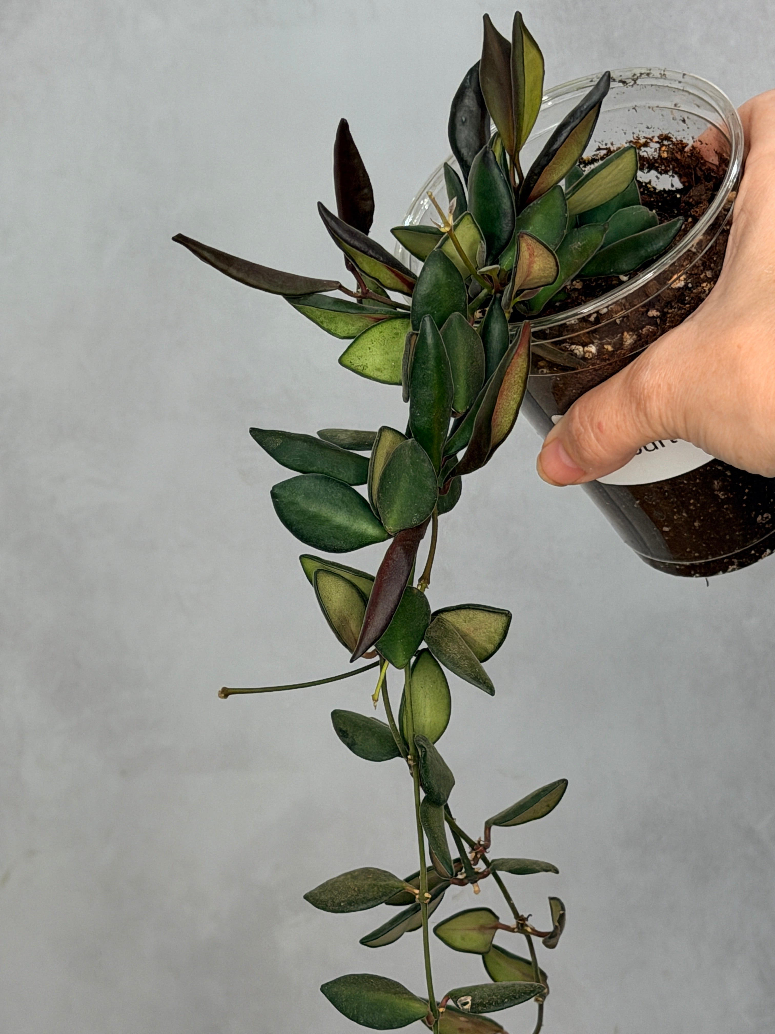 Hoya aff. burtoniae