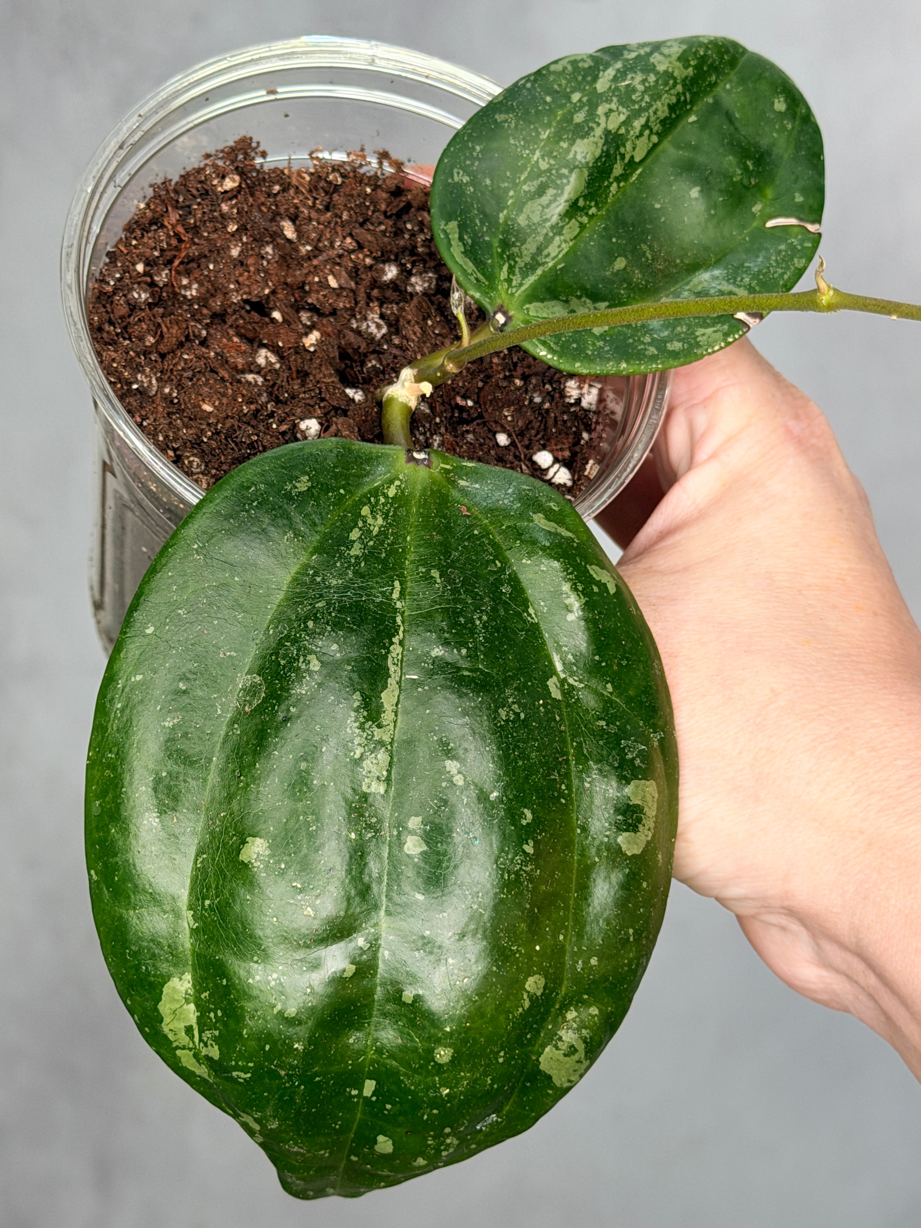 Hoya latifolia 'Snow Queen' 1