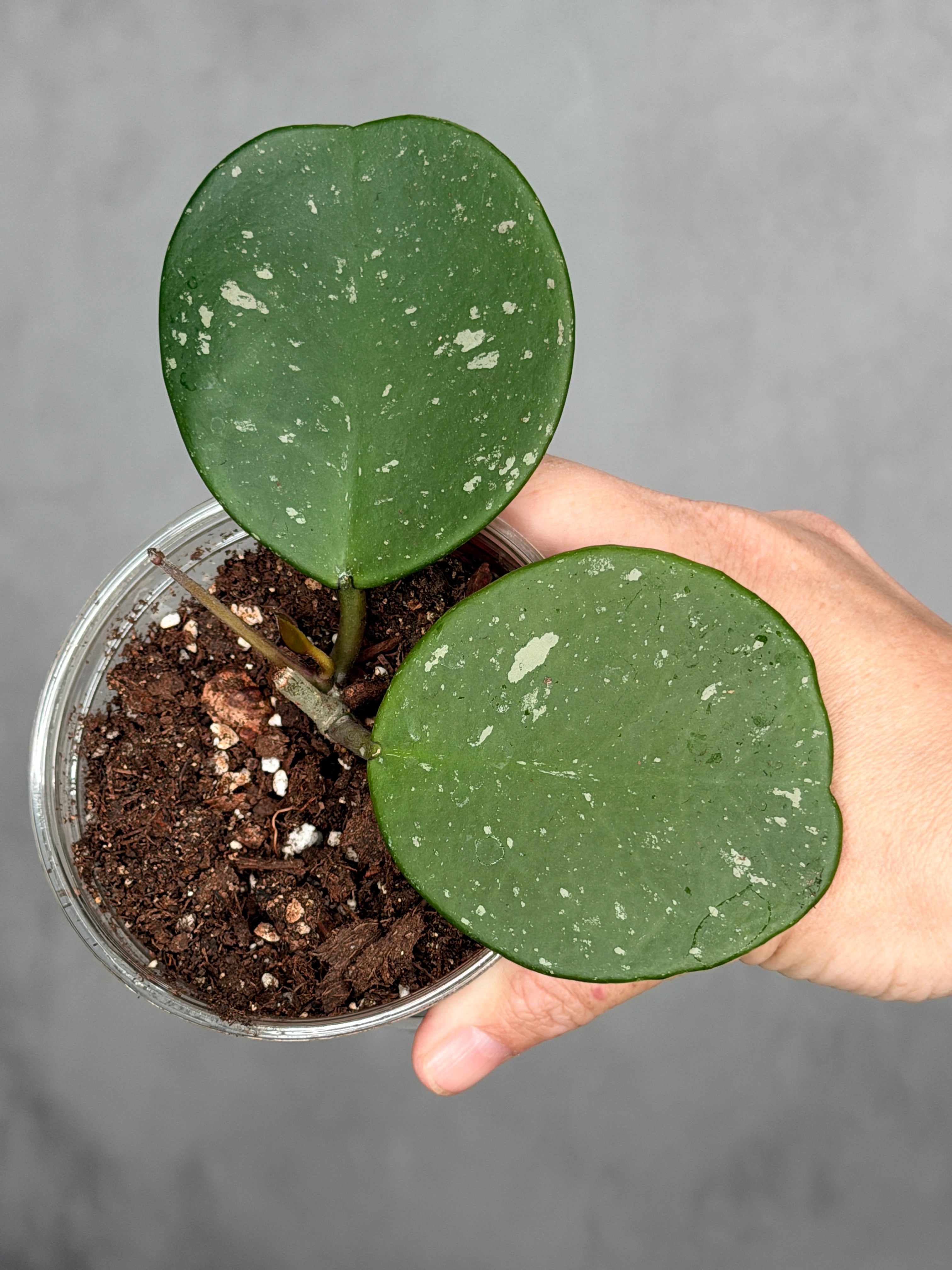 Hoya obovata (splash)