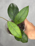 Hoya sp. Aceh