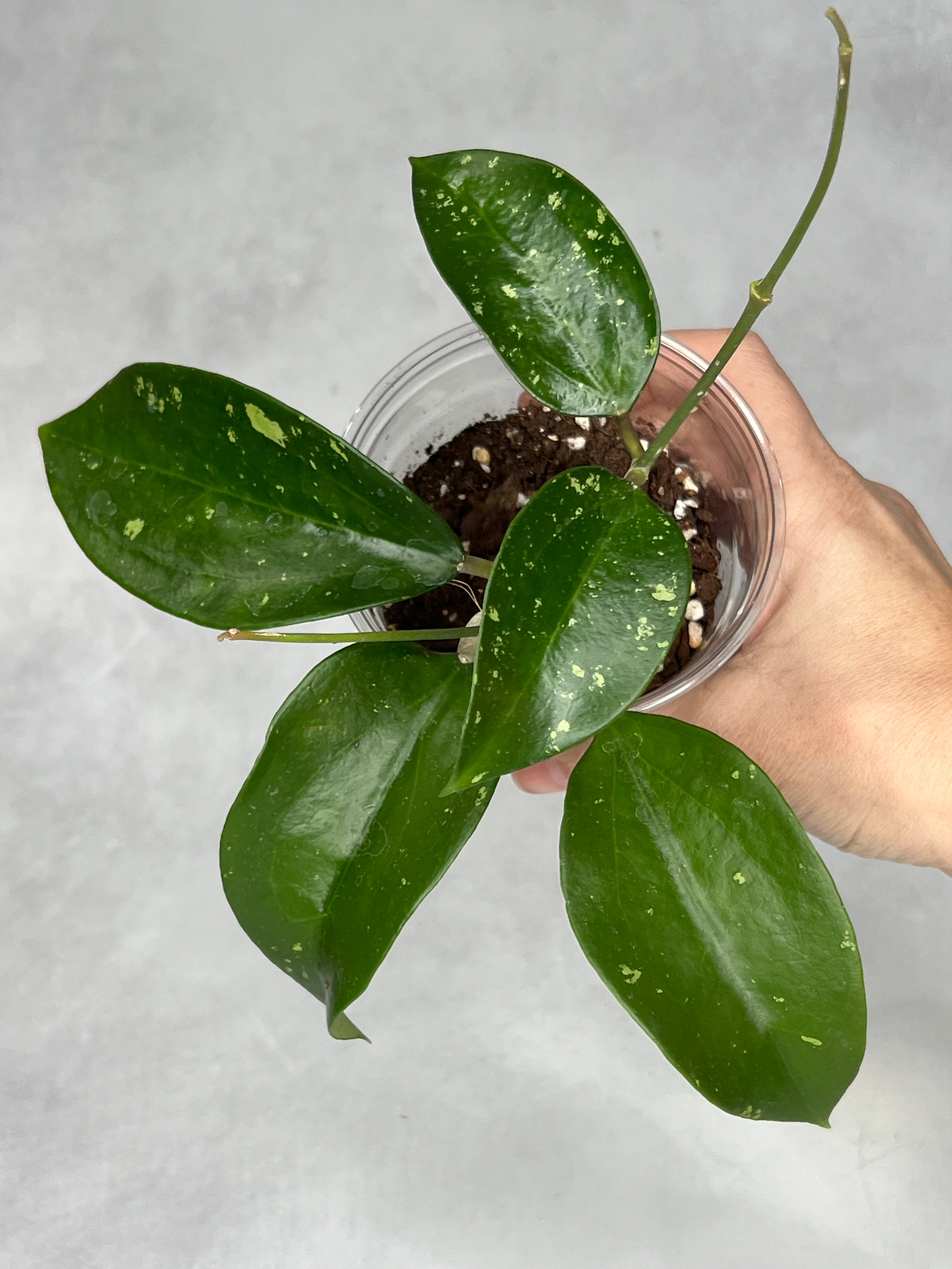 Hoya pottsii (splash)