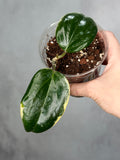 Hoya quinquenervia ‘Little Plu’