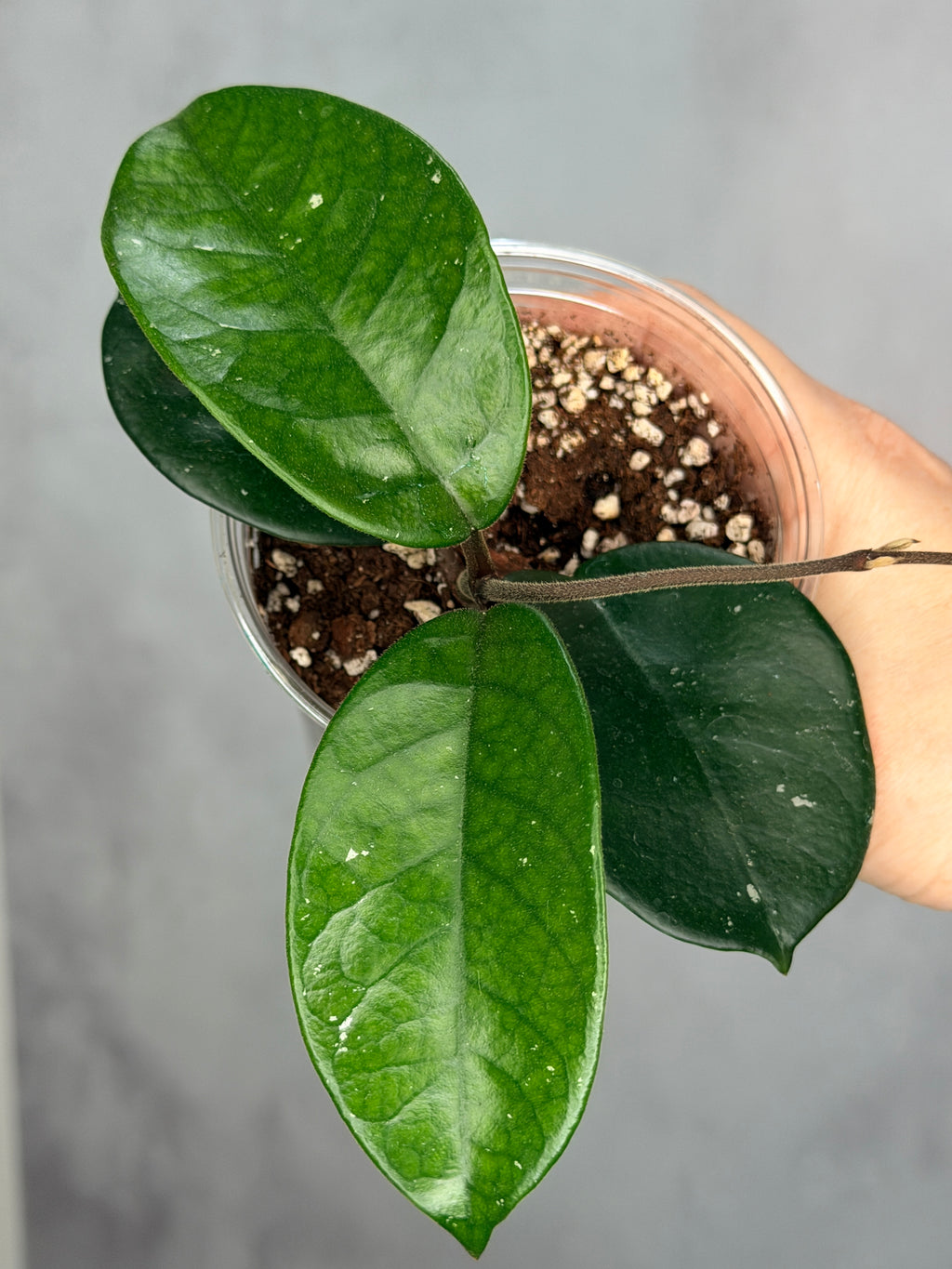 Hoya fungii (seedling, splash)