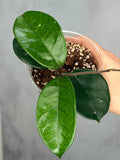 Hoya fungii (seedling, splash)