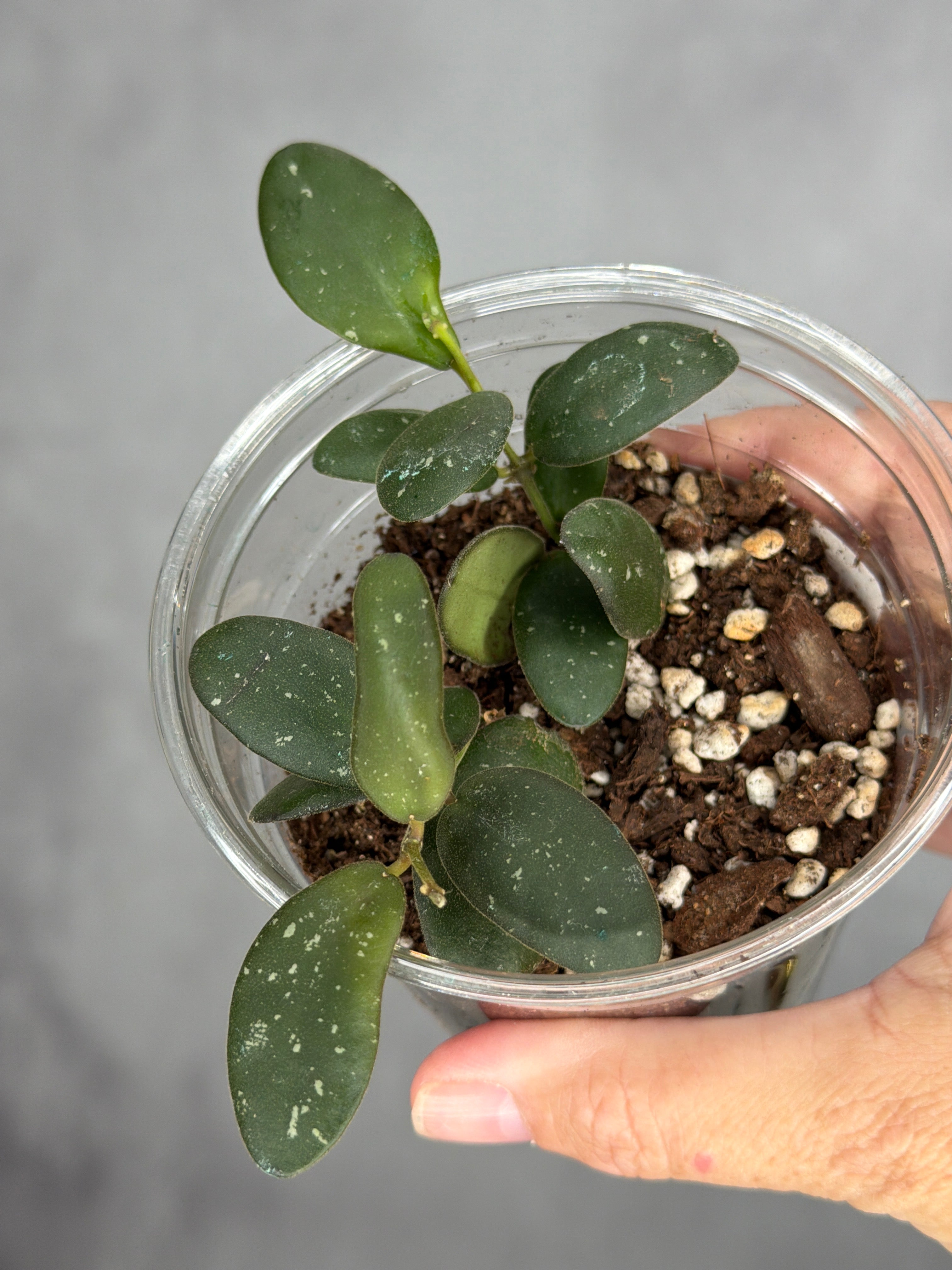 Hoya sp. GPS 7240