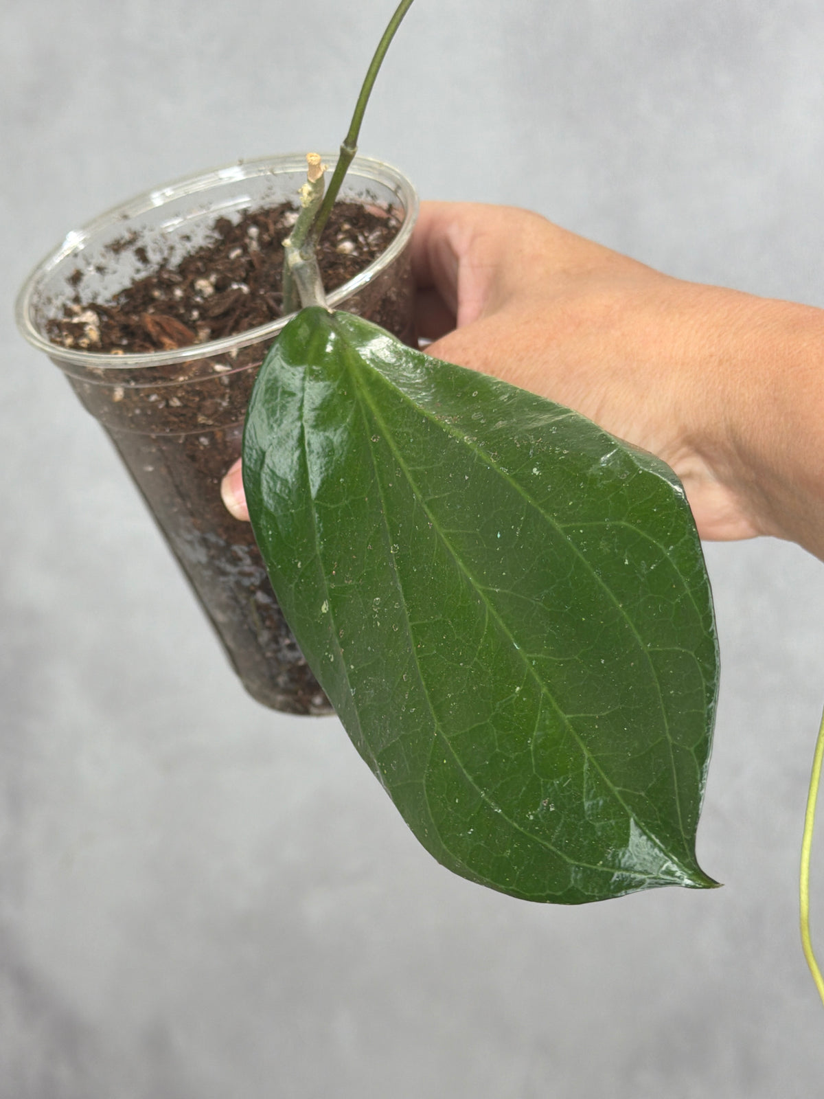 Hoya 'Penny Candy'