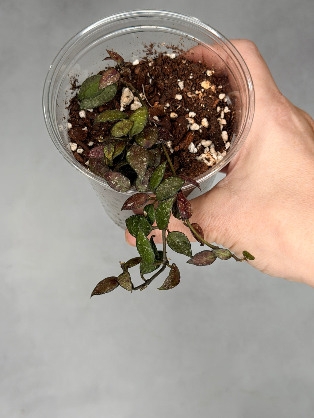 Hoya lacunosa (Peragin Durian)