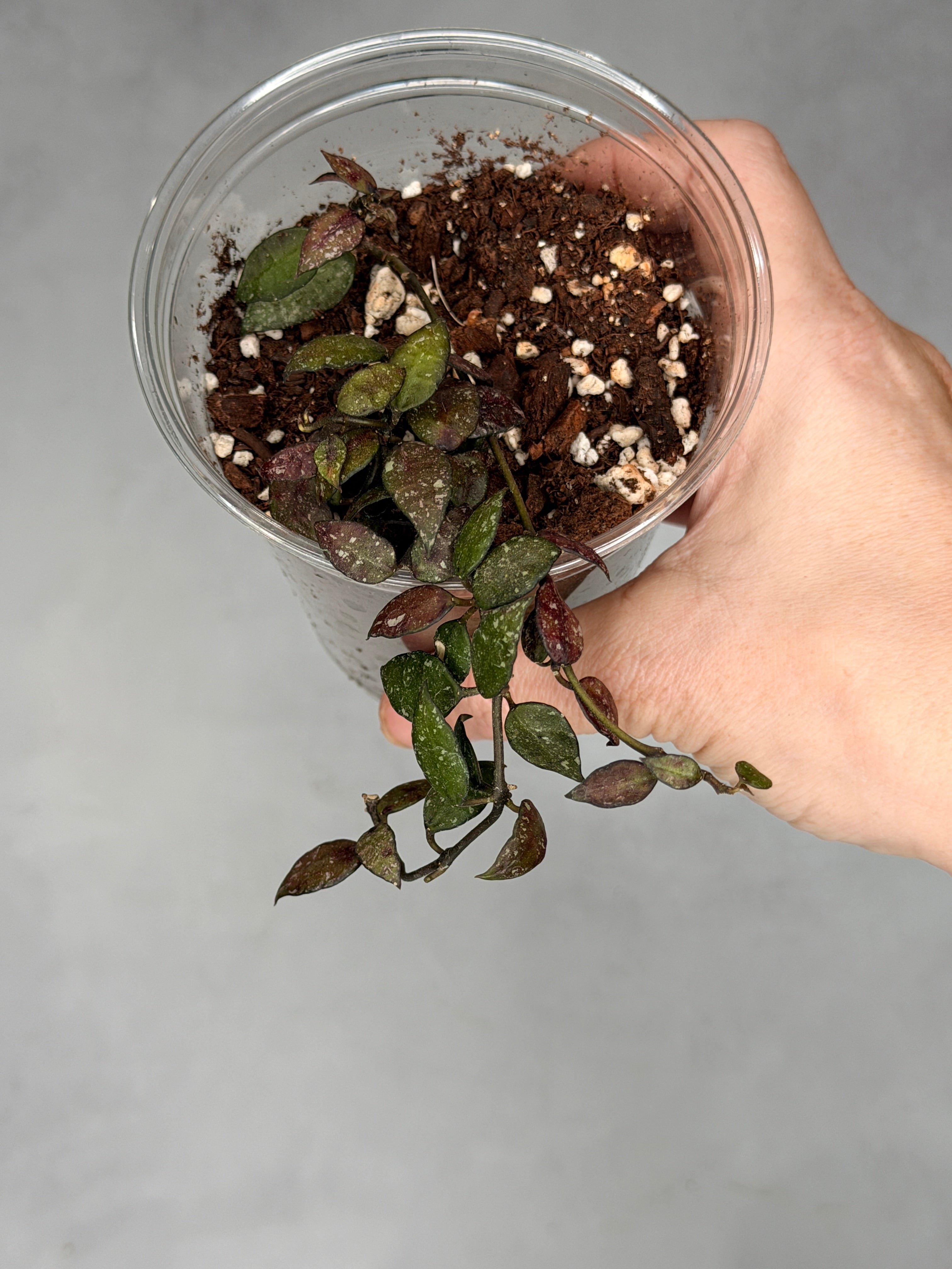 Hoya lacunosa (Peragin Durian)