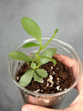 Hoya nummalariodes (silver)