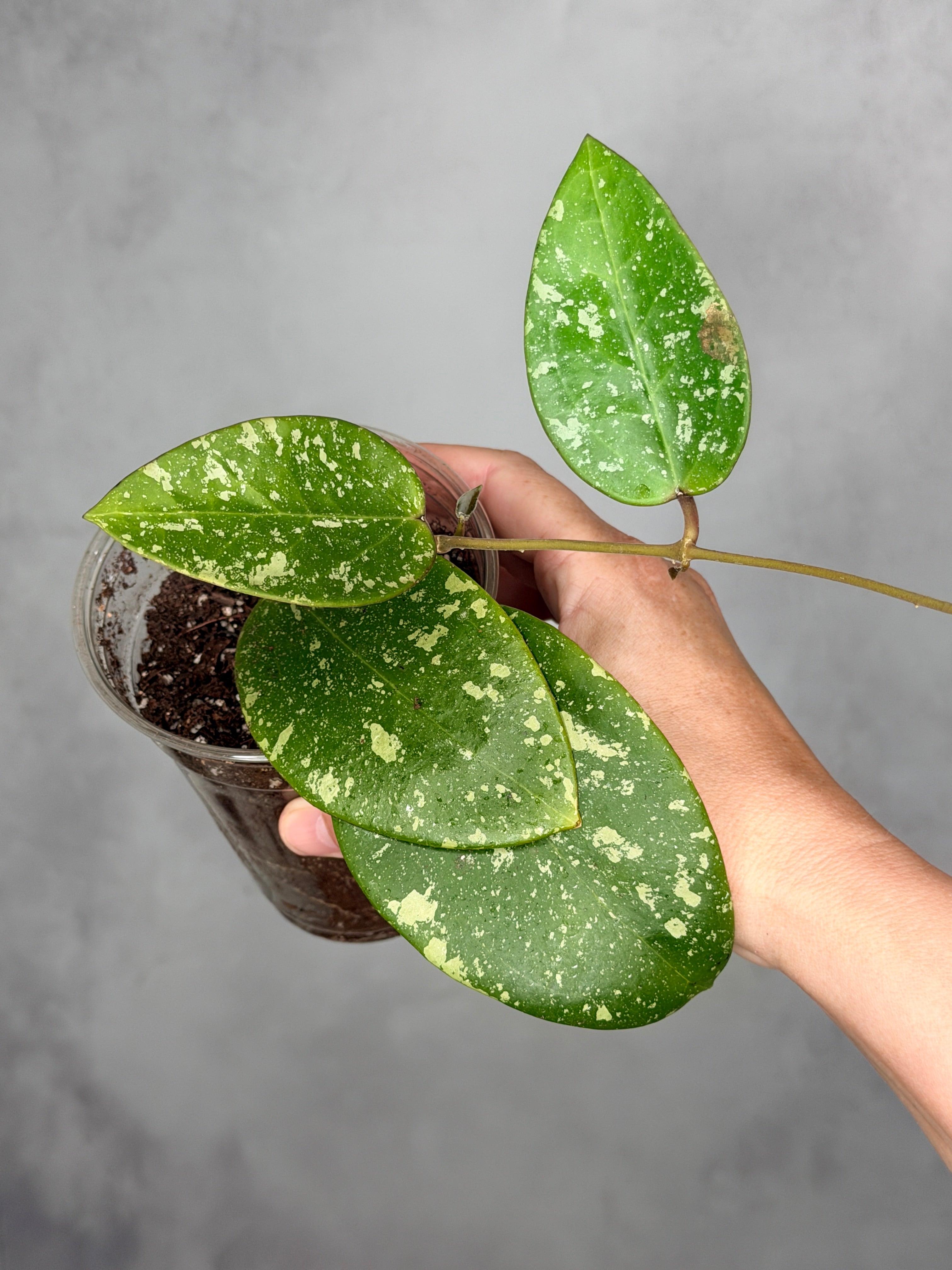 Hoya verticillata (Laos 2)