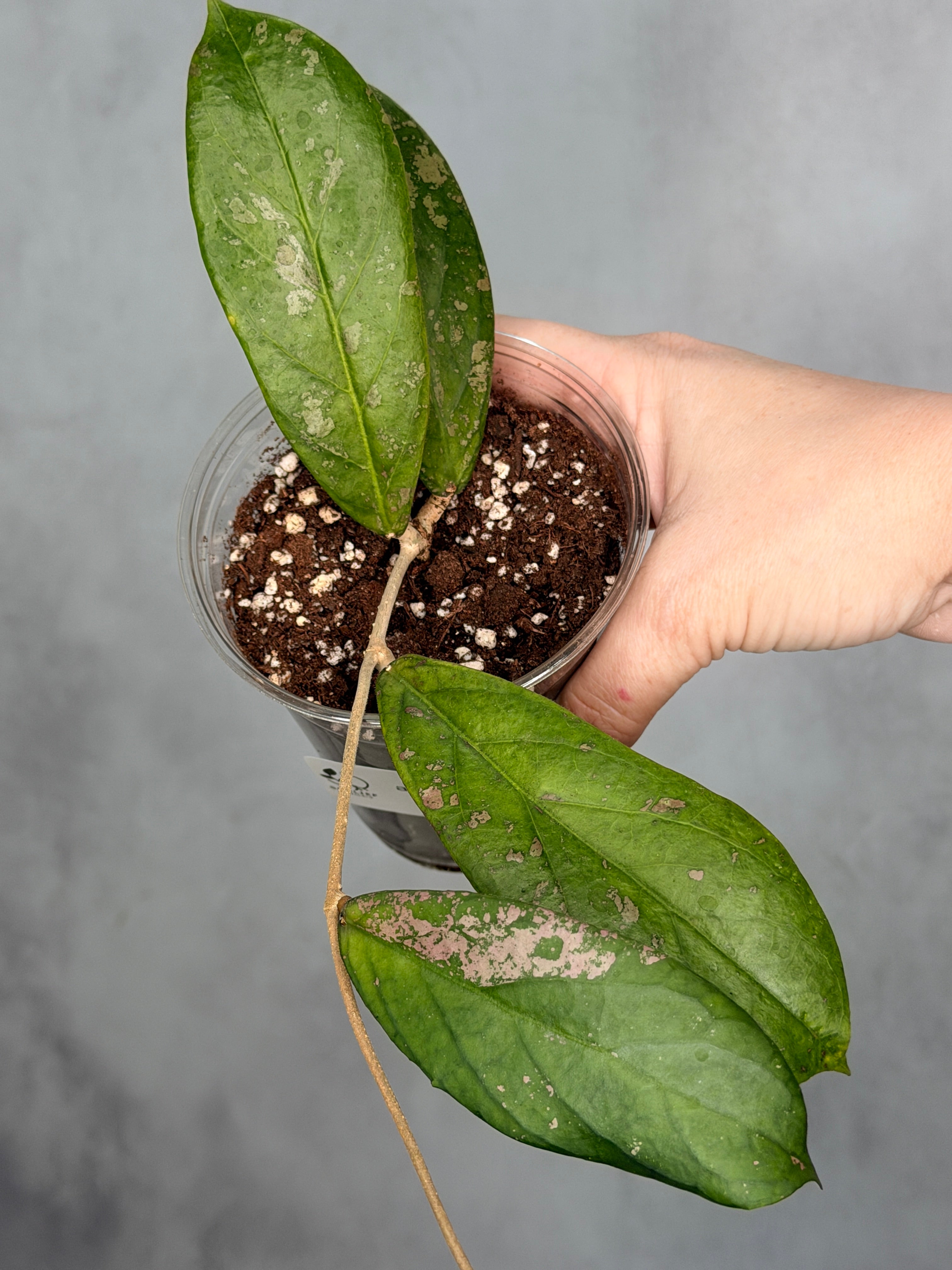 Hoya sp. aff forbessii UT012