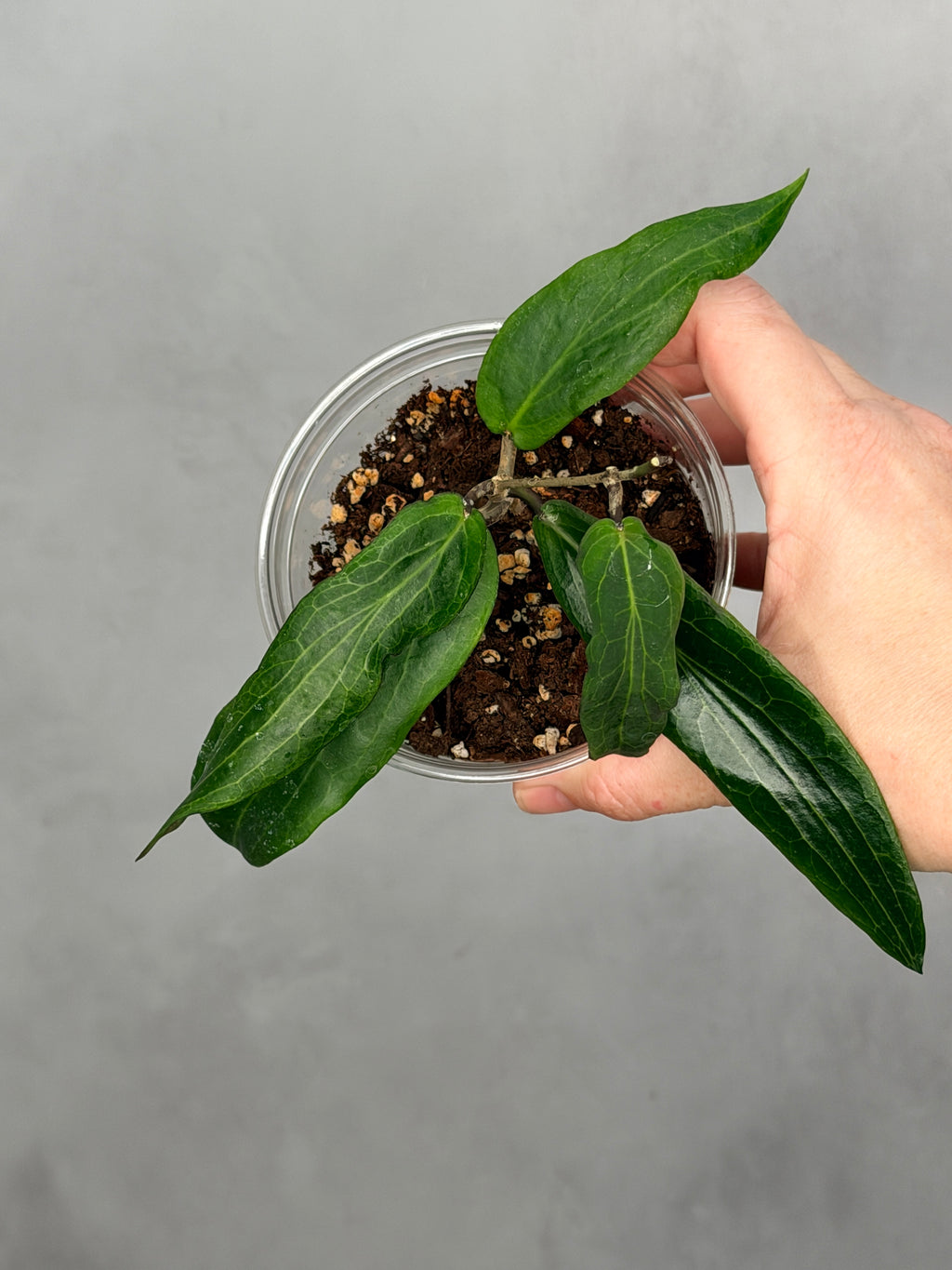 Hoya bordenii