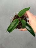 Hoya bordenii