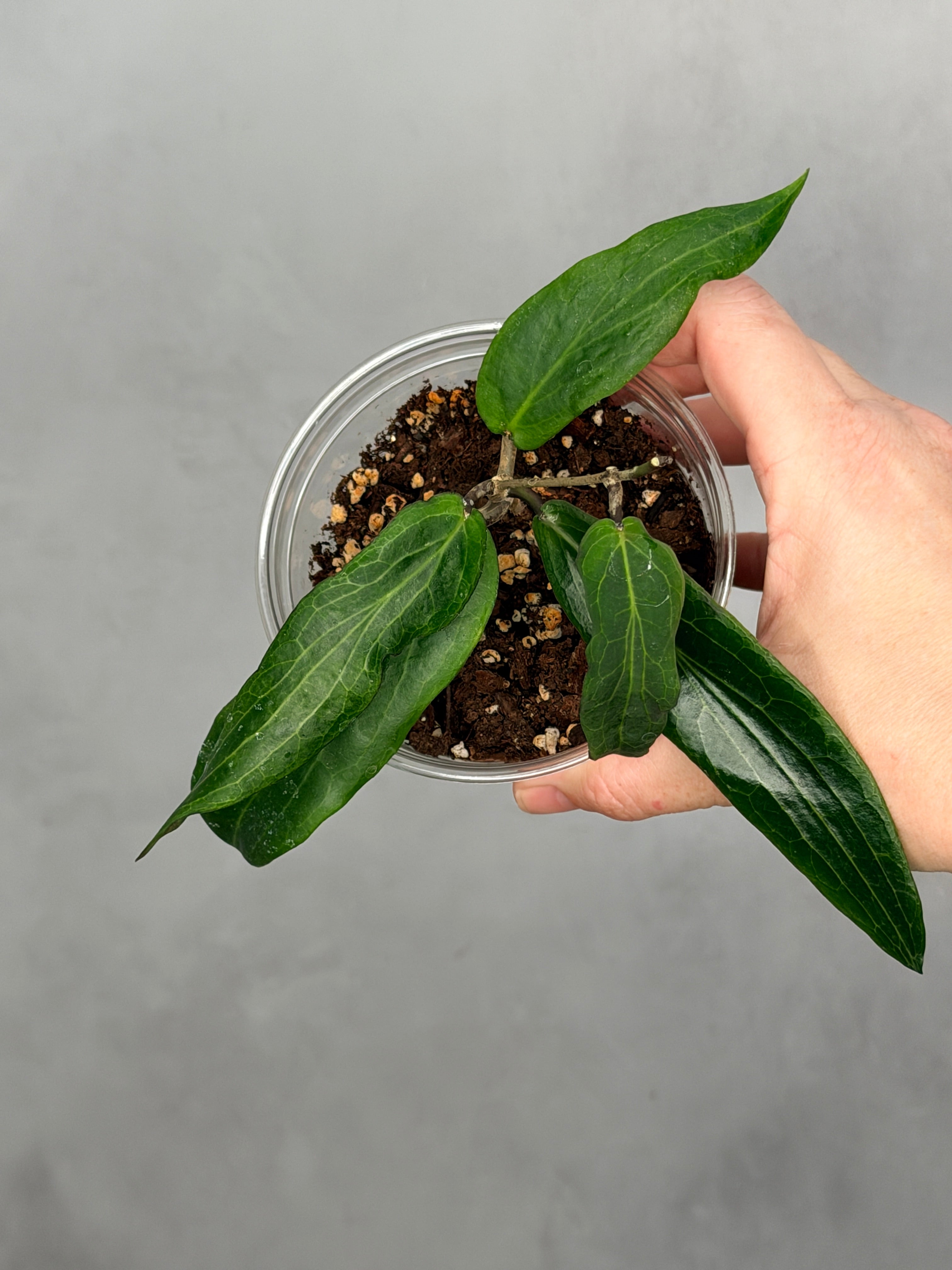 Hoya bordenii