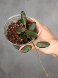Hoya sp. GPS 7240