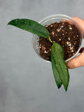 Hoya sp. GPS 7950