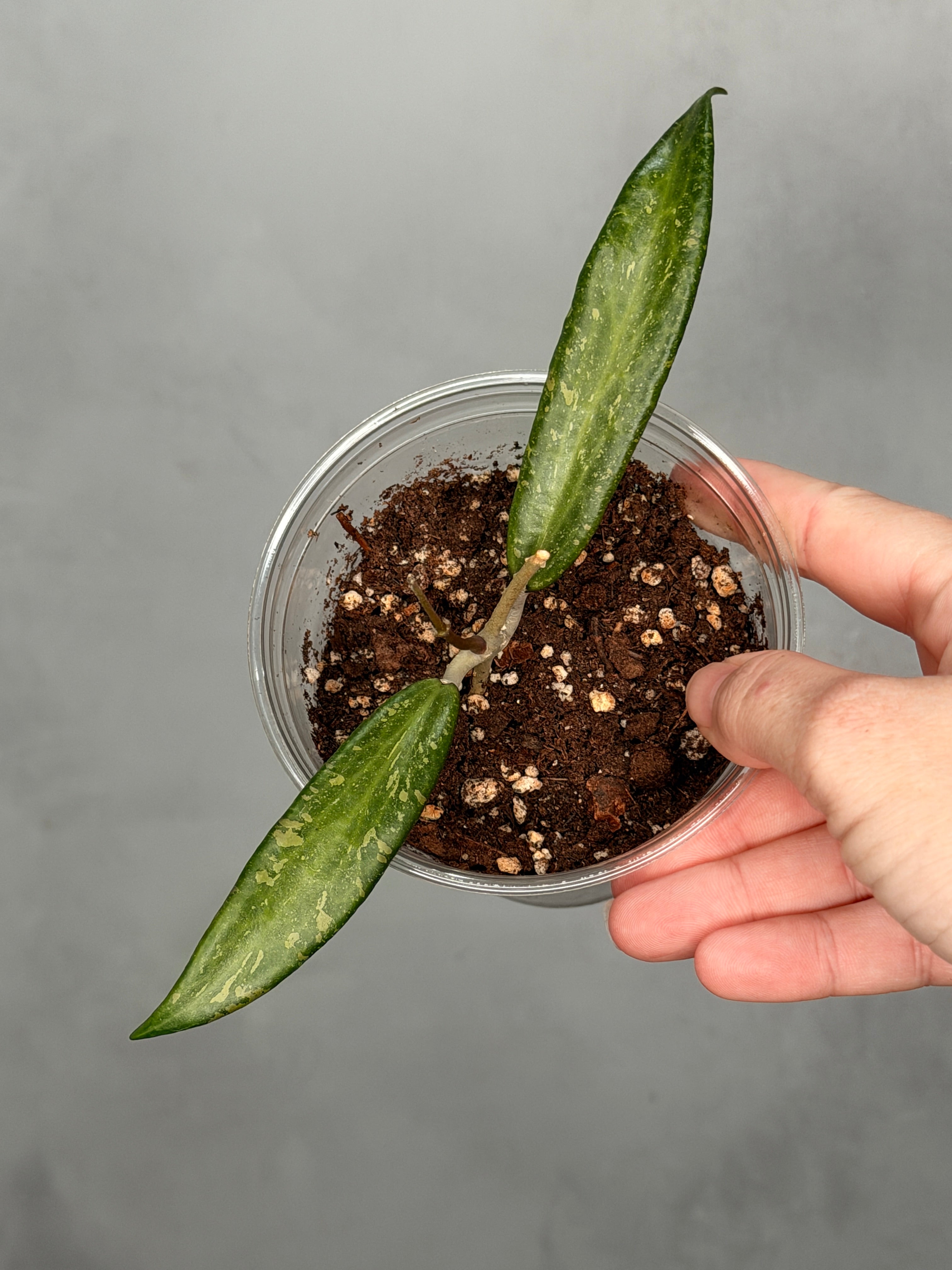 Hoya sp. Loei Province
