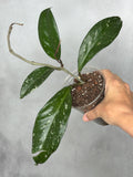Hoya pubicalyx (splash)