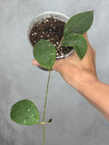 Hoya erythrostemma