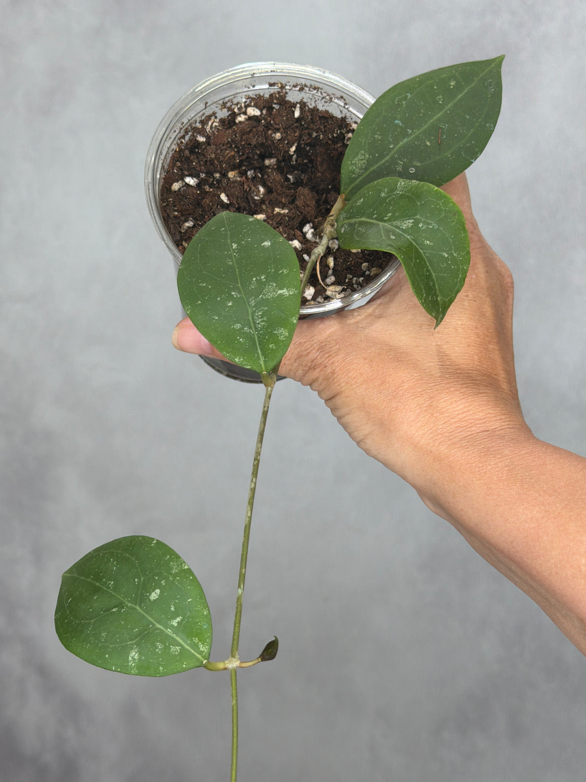 Hoya erythrostemma