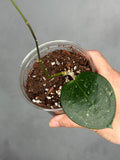 Hoya verticillata (heart-shaped, splash)