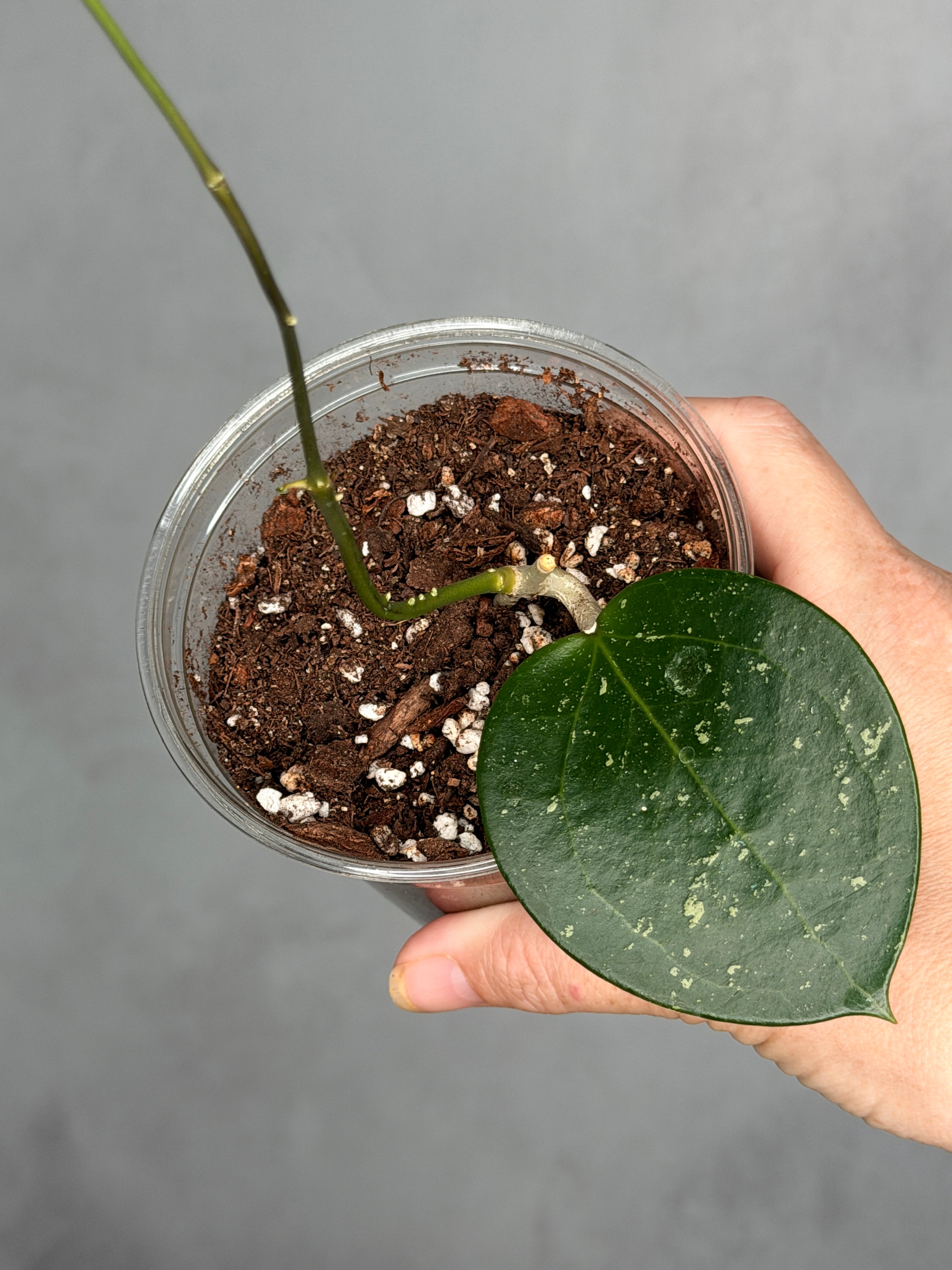 Hoya verticillata (heart-shaped, splash)