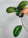 Hoya 'Mojii' 1
