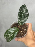 Hoya 'Heidi'