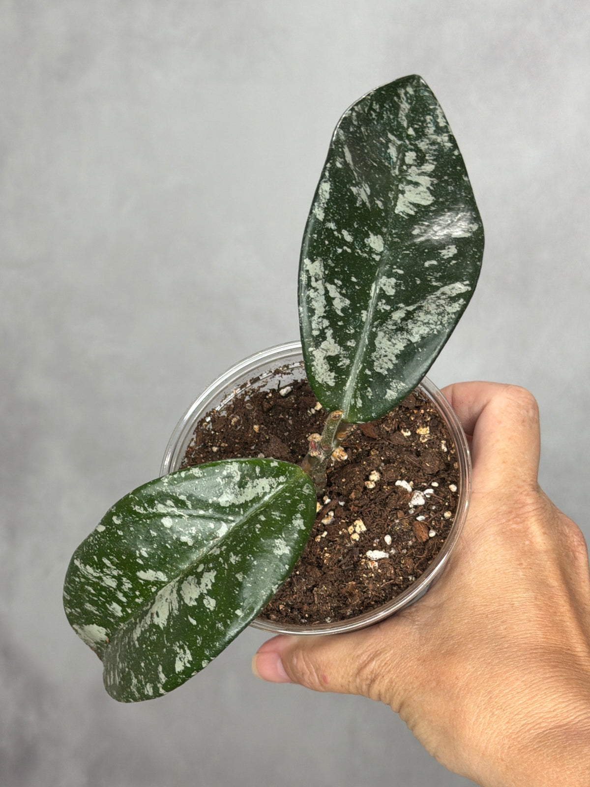 Hoya 'Heidi'
