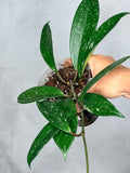 Hoya pubicalyx (splash)
