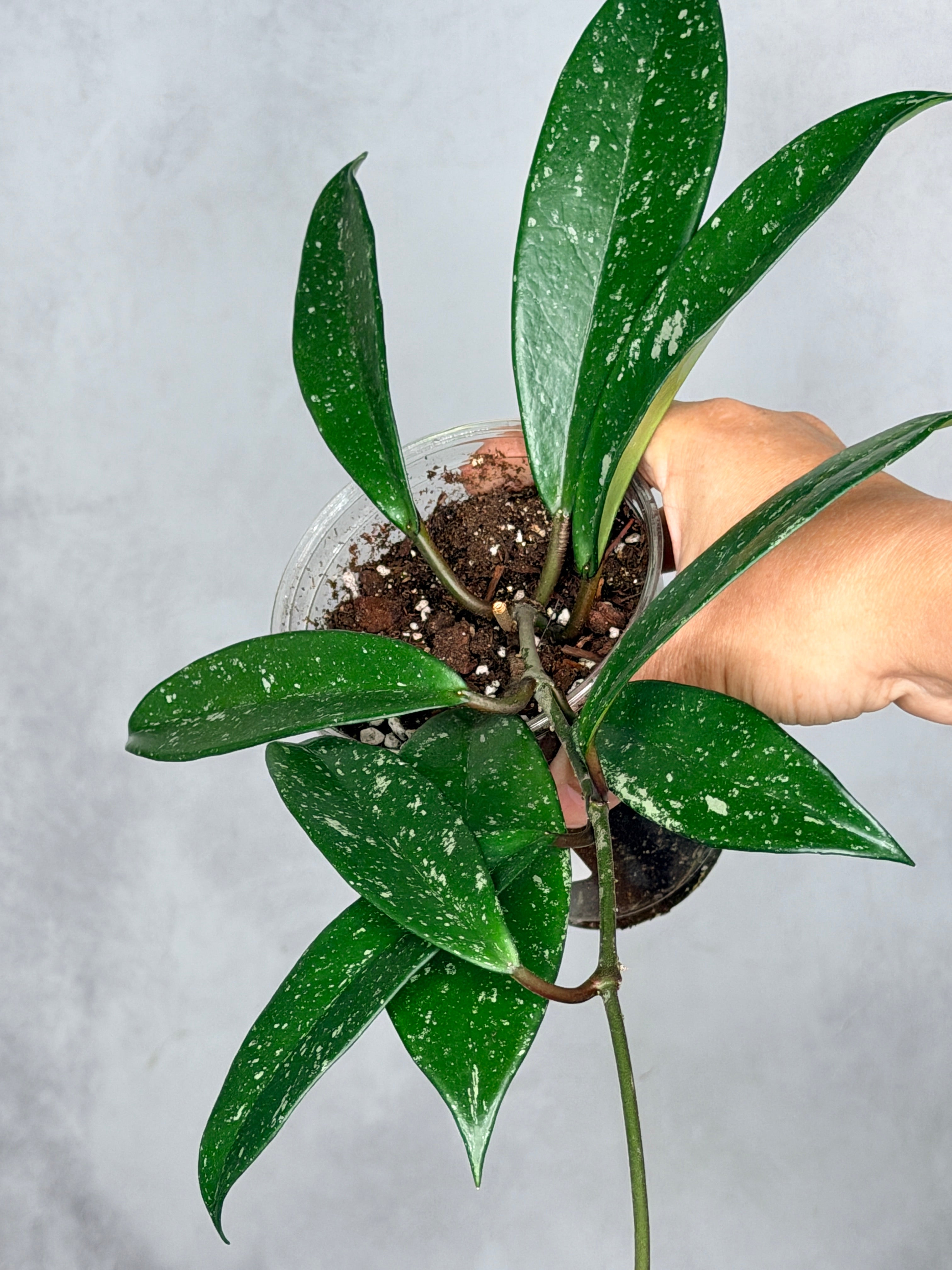 Hoya pubicalyx (splash)