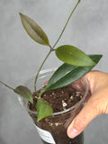 Hoya sp. aff. sulawesiana