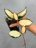 Hoya carnosa 'Krimson Princess' 2