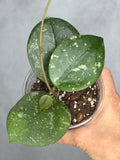 Hoya 'Ms. AnnieLynn'