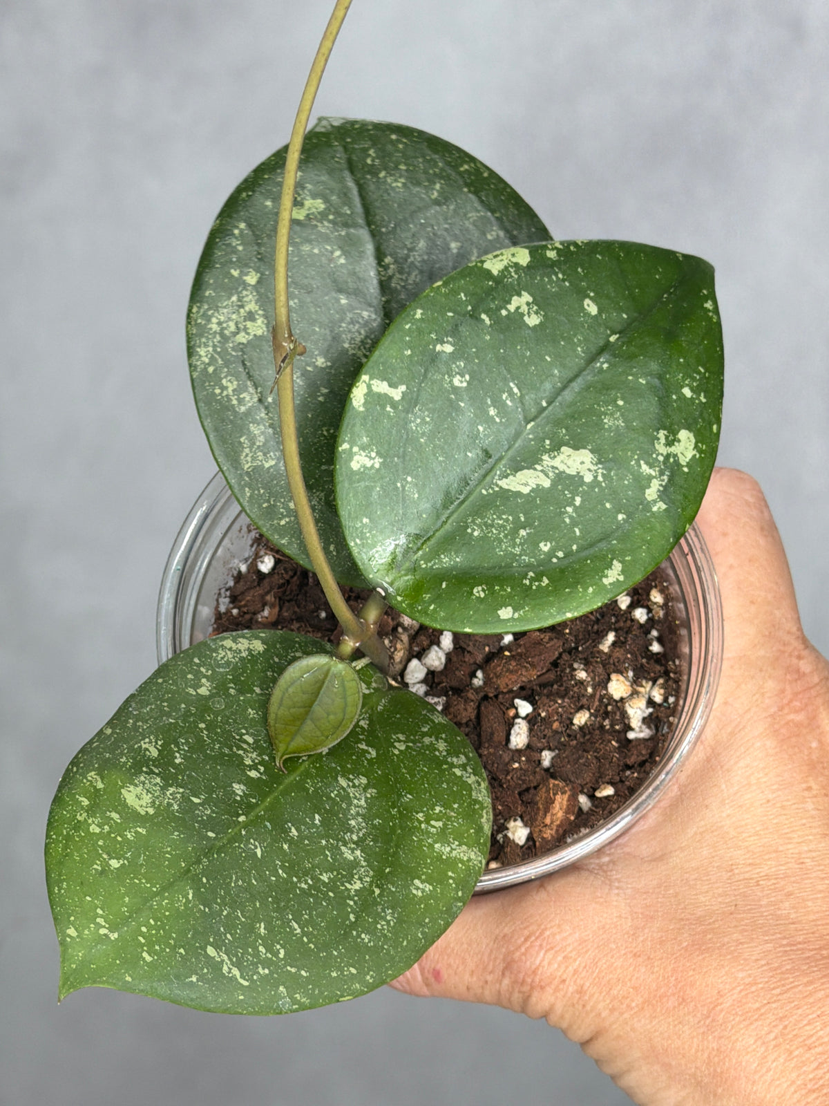 Hoya 'Ms. AnnieLynn'